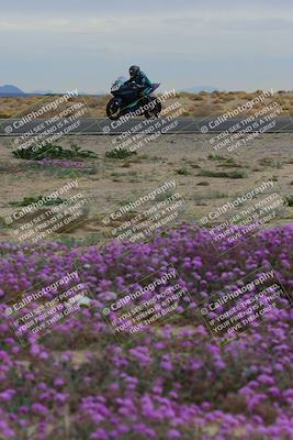 media/Jan-14-2023-SoCal Trackdays (Sat) [[497694156f]]/Turn 14 Exit Bloomig (145pm)/